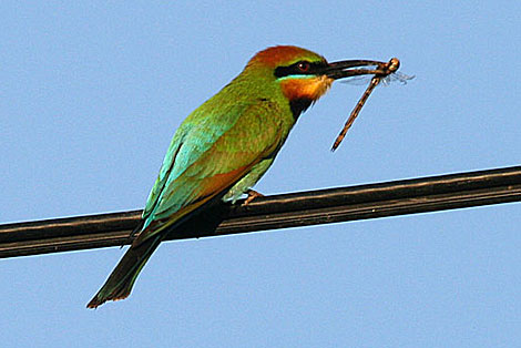 Rainbow Bee-eater