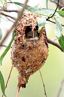 White-throated Gerygone