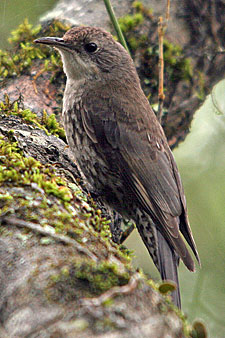 White-throated Treecreeper