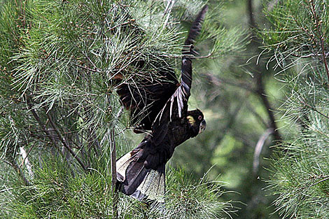 Yellow-tailed Black Cockatoo