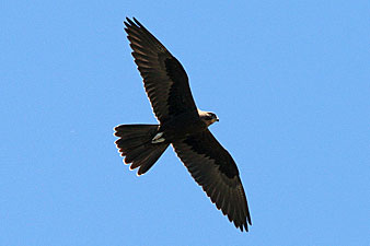 Black Falcon