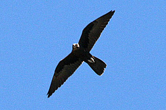 Black Falcon