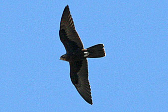 Black Falcon