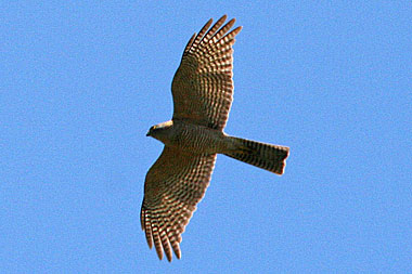 Collared Sparrowhawk