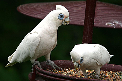 Little Corella