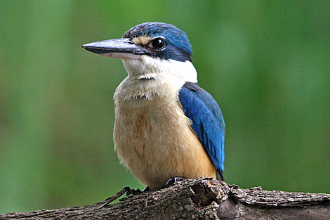 Sacred Kingfisher