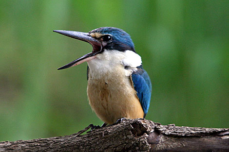 Sacred Kingfisher