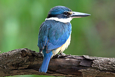 Sacred Kingfisher