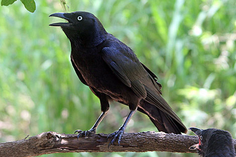 Torresian Crow