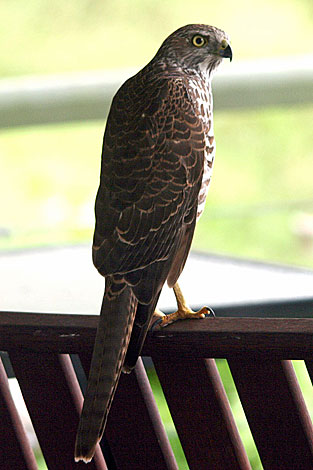 Brown Goshawk