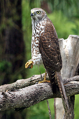 Brown Goshawk