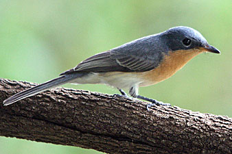 Leaden Flycatcher