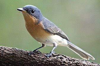 Leaden Flycatcher