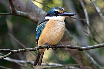 Sacred Kingfisher