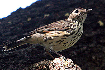 Speckled Warbler