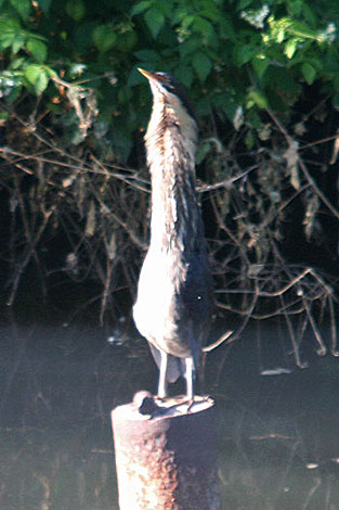 Black Bittern