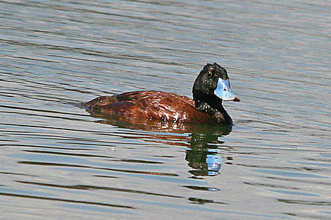 Blue-billed Duck