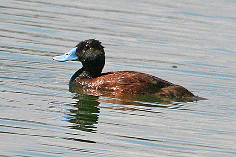 Blue-billed Duck