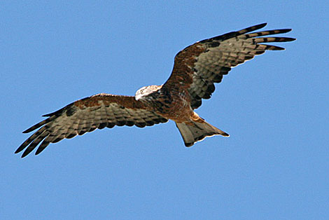 Square-tailed Kite