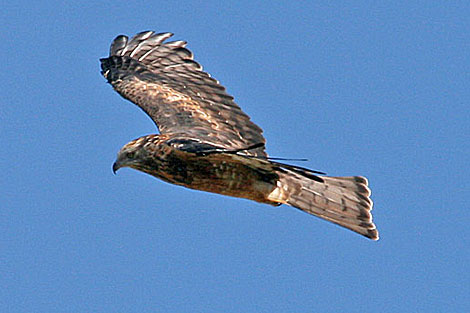 Square-tailed Kite