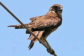 Brown Falcon