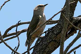 Brown Treecreeper