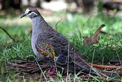 Common Bronzewing