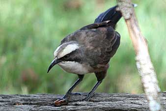 Grey-crowned Babbler