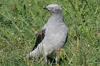 Ground Cuckoo-shrike