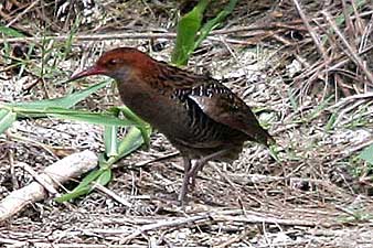 Lewin's Rail