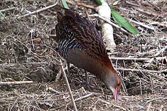 Lewin's Rail