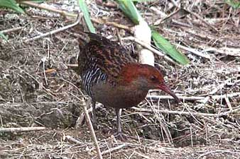 Lewin's Rail