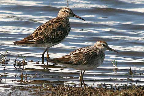 Pectoral Sandpiper and Sharp-tailed Sandpiper
