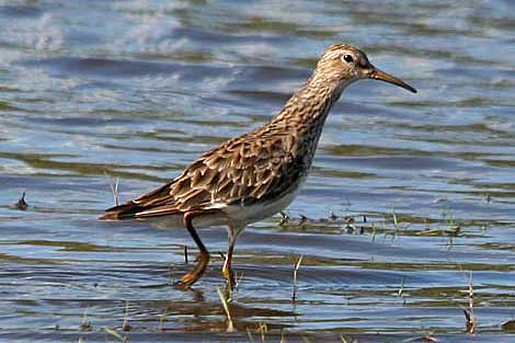 Pectoral Sandpiper