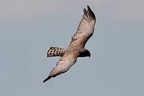 Spotted Harrier