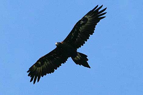 Weddge-tailed Eagle