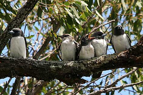 White-breasted Woodswallows