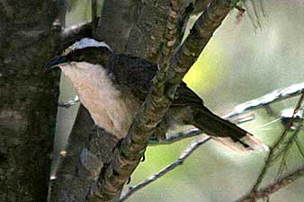White-browed Babbler
