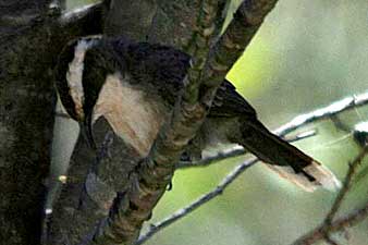 White-browed Babbler