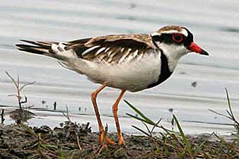 Black-fronted Dotterel