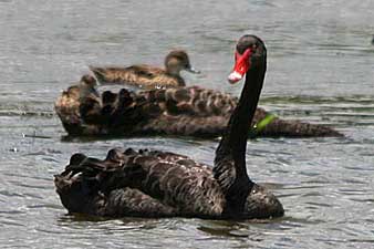 Black Swan