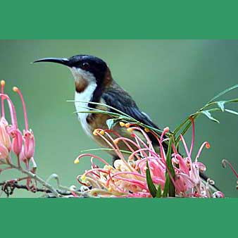 Eastern Spinebill