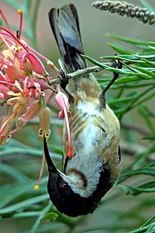 Eastern Spinebill