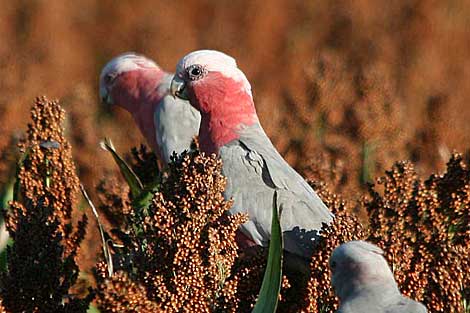 Galahs