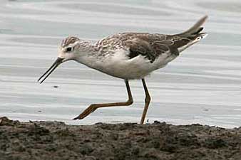 Marsh Sandpiper