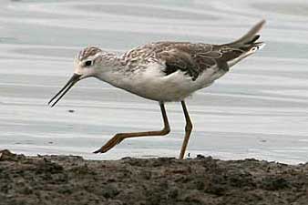 Marsh Sandpiper