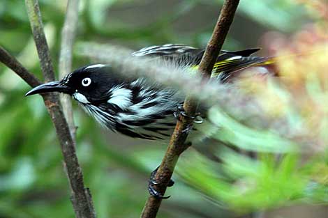 New Holland Honeyeater