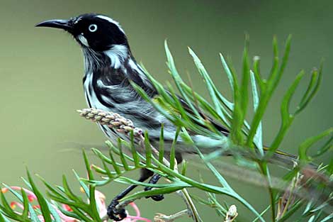 New Holland Honeyeater