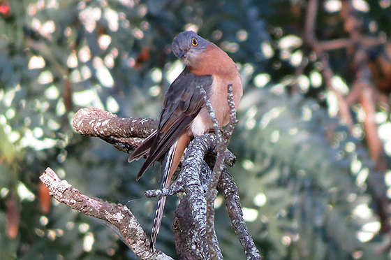 Fan Tailed Cuckoo Diet Soda