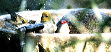 Silvereye and Red-browed Finch at Abberton